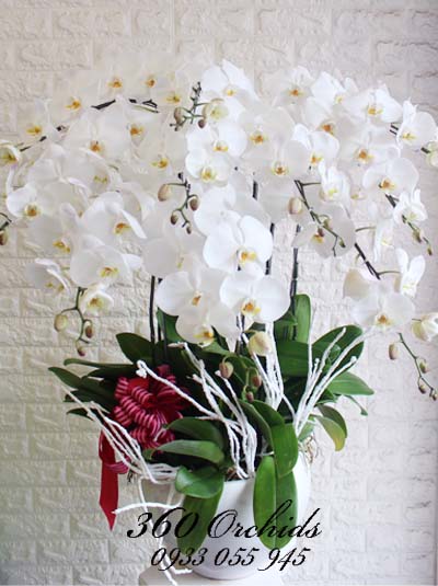 Chậu lan hồ điệp trắng - Khởi đầu may mắn